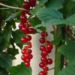 redcurrants
