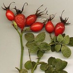 rosehip