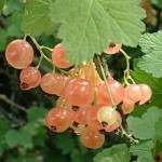 whitecurrants