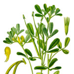 fenugreek